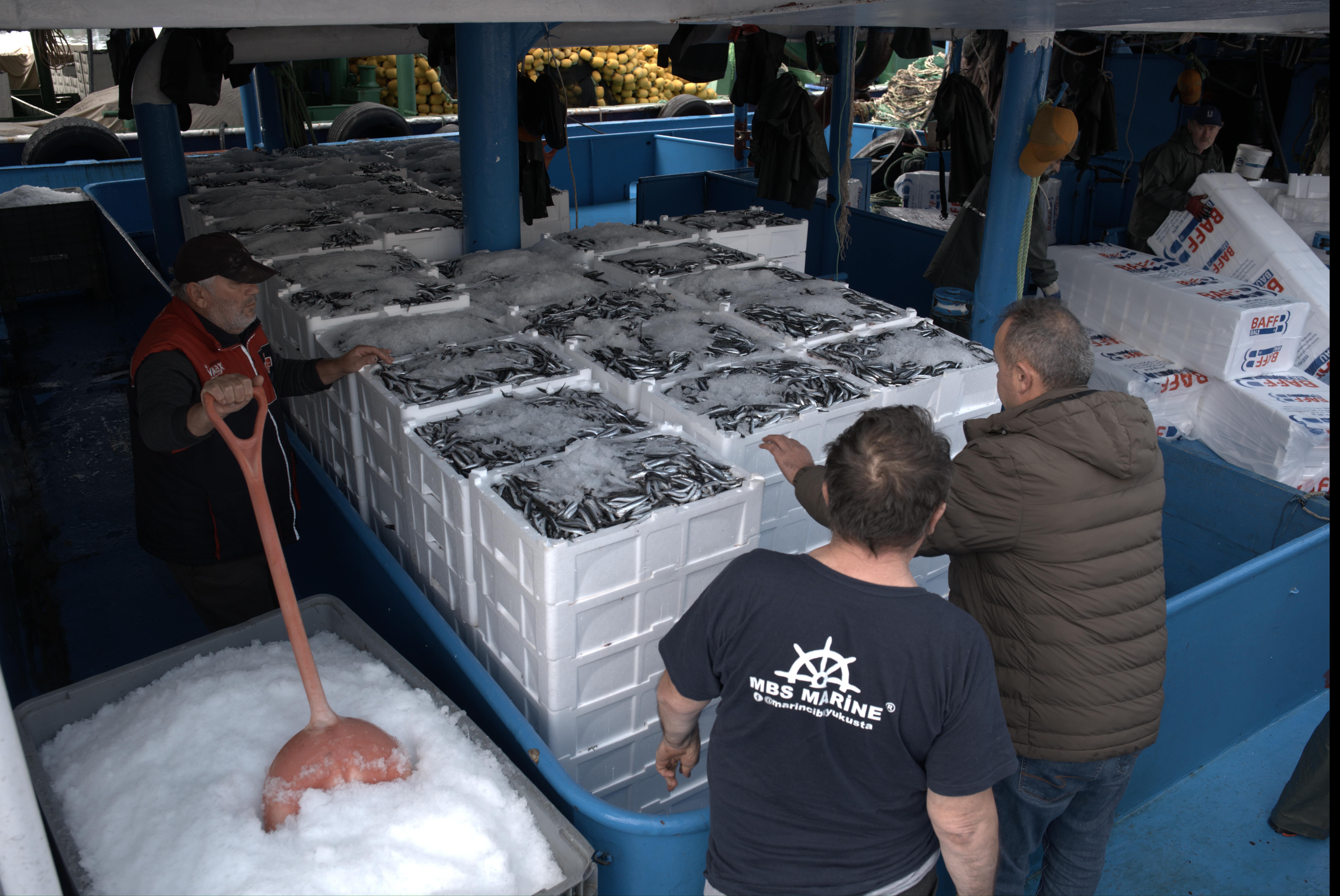 Limanlar kasa kasa doldu, tırlar sıraya girdi: Denizden tonlarca balık çıktı