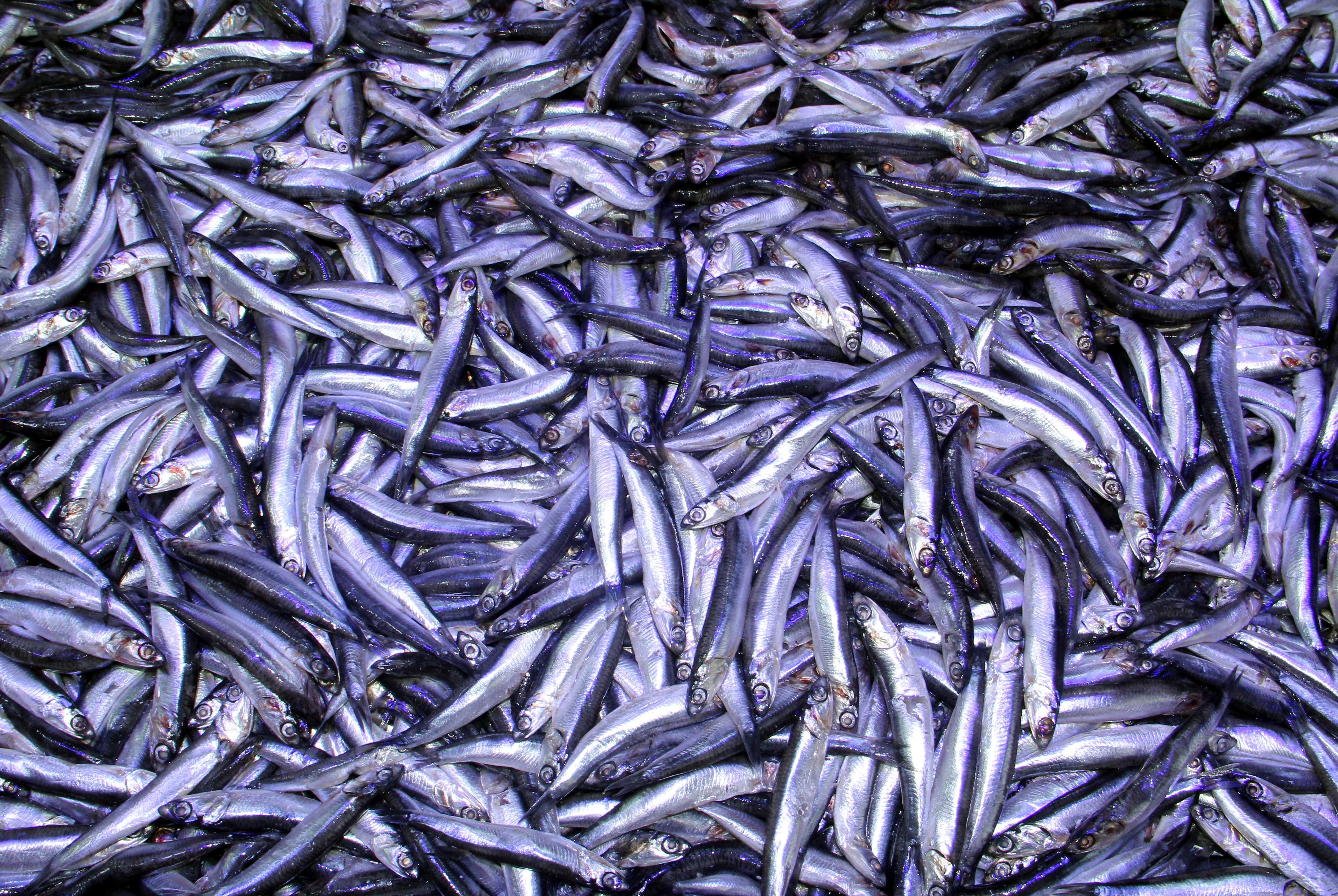 Hamside arz-talep çıkmazı: Balık boldu ama balıkçı kazanamadı