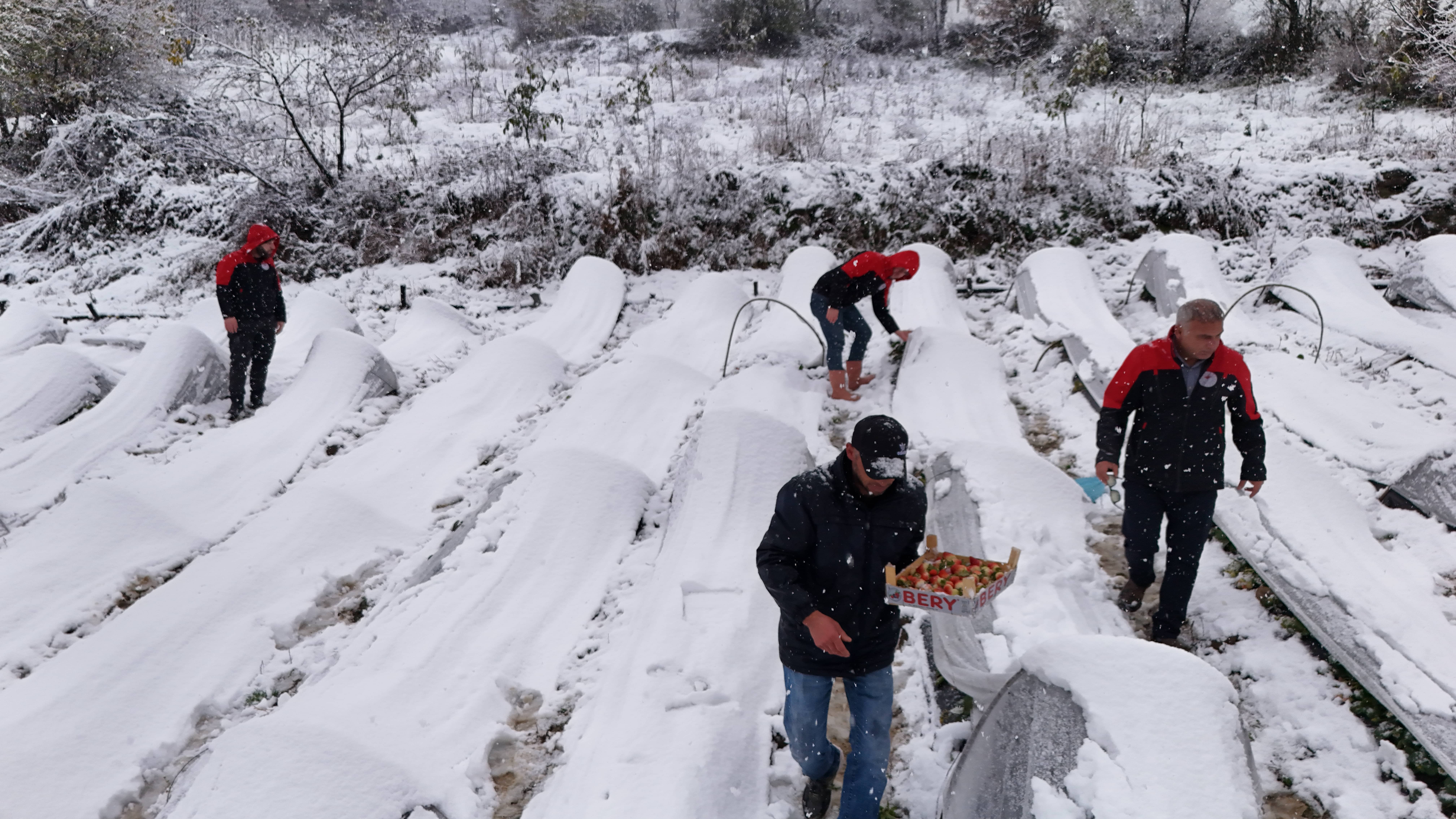 Gören inanamadı: Kar yağışı altında hasat ediliyor, talep yetişmiyor