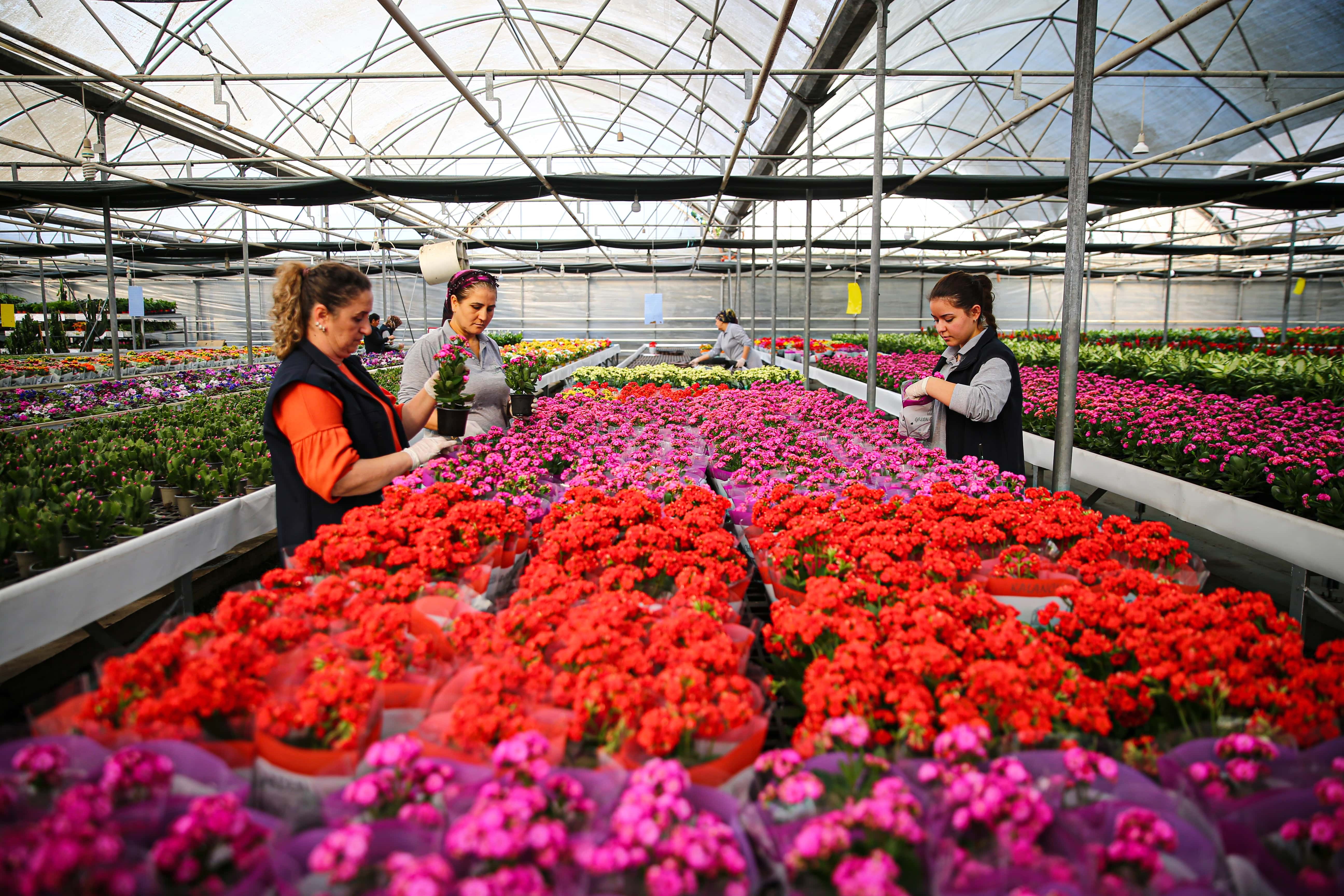 Yılbaşı öncesinde çiçekçilerde hareketlilik yaşanıyor