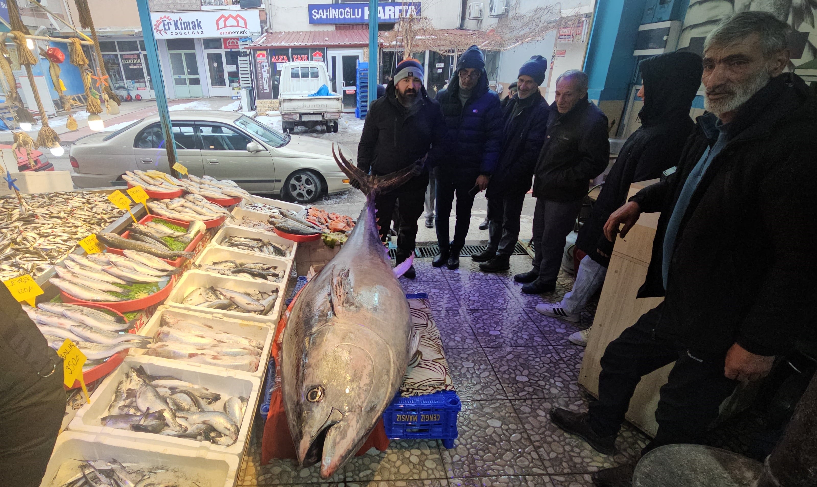 Tezgahta 3 metre uzunluğunda 287 kiloluk dev balık: Kilosu 600 liradan satılacak