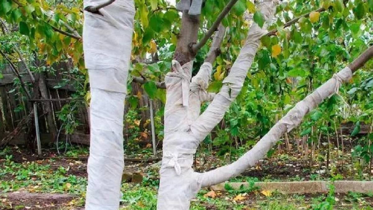 Badanadan çok daha basit: Ağaçları dondan ve kemirgenlerden koruyor, rekor hasat veriyor