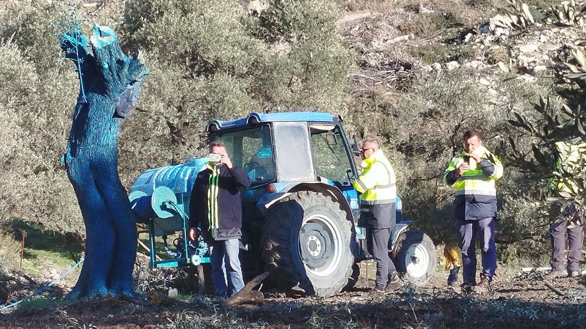 Akbelen’de kestikleri zeytin ağaçlarını maviye boyamaya başladılar