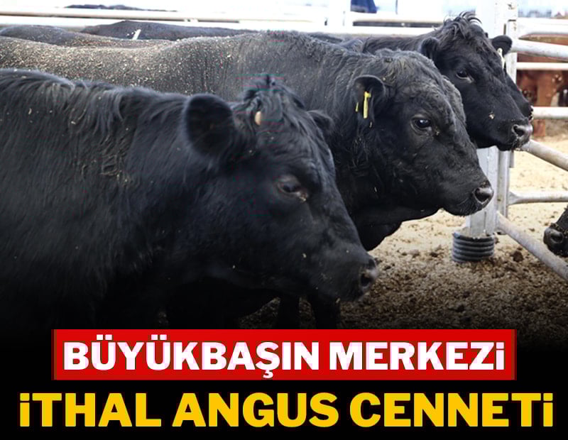 Büyükbaşın merkezi ithal angus cenneti