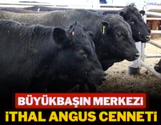 Büyükbaşın merkezi ithal angus cenneti