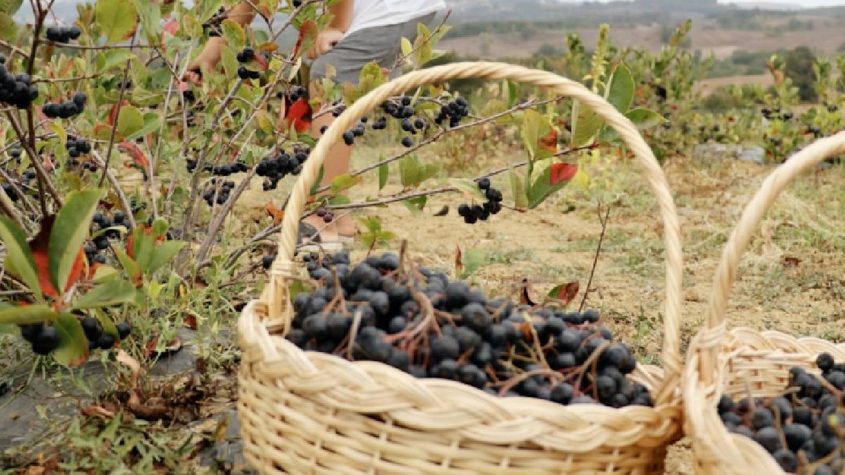 Yaşlanmayı önlüyor etkisi kanıtlandı: Türkler değerini bilmiyor, Japonlar kapış kapış alıyor