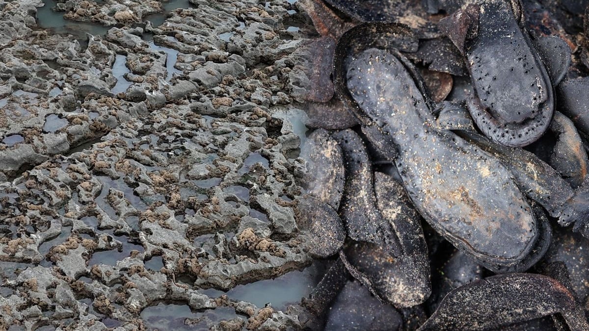 870 nüfuslu köyün sahilinden tam 437 tanesi çıktı: Yetkililerin iki teorisi var