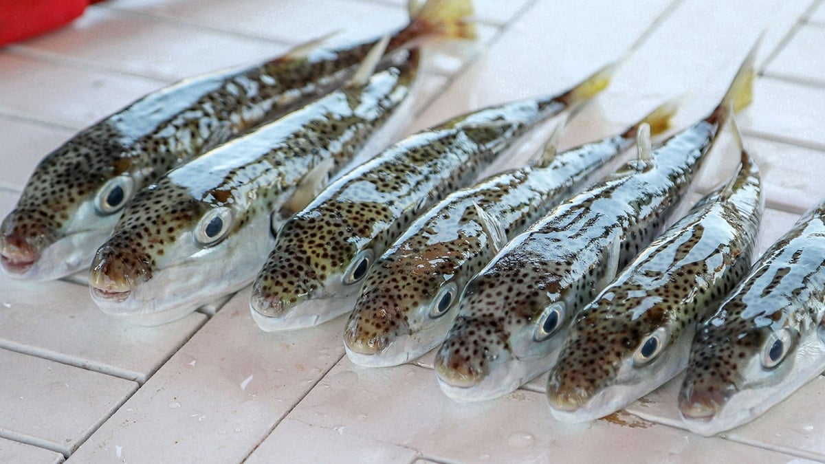 Bu balığı avladılar, 1 milyon TL'den fazla para kazandılar!