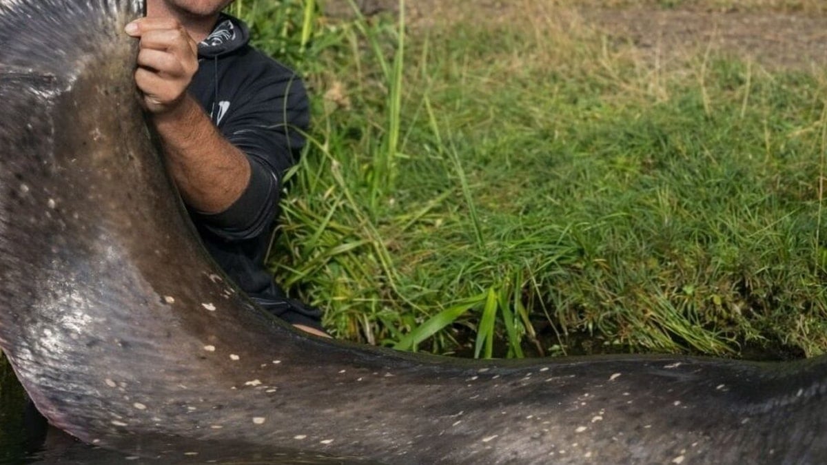 İki balıkçı 3 metrelik dev balıkla rekor kırdı 