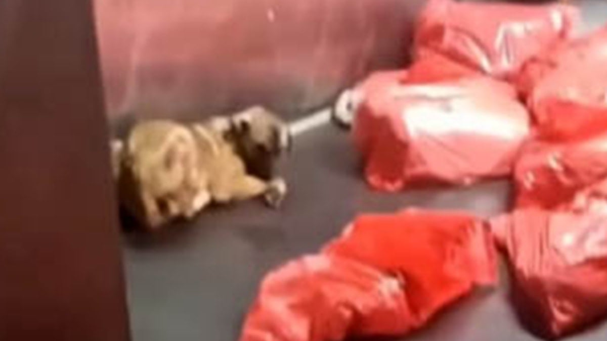 Barınakta çöp poşetlerindeki ölü köpekler bulundu! Soruşturma başlatıldı