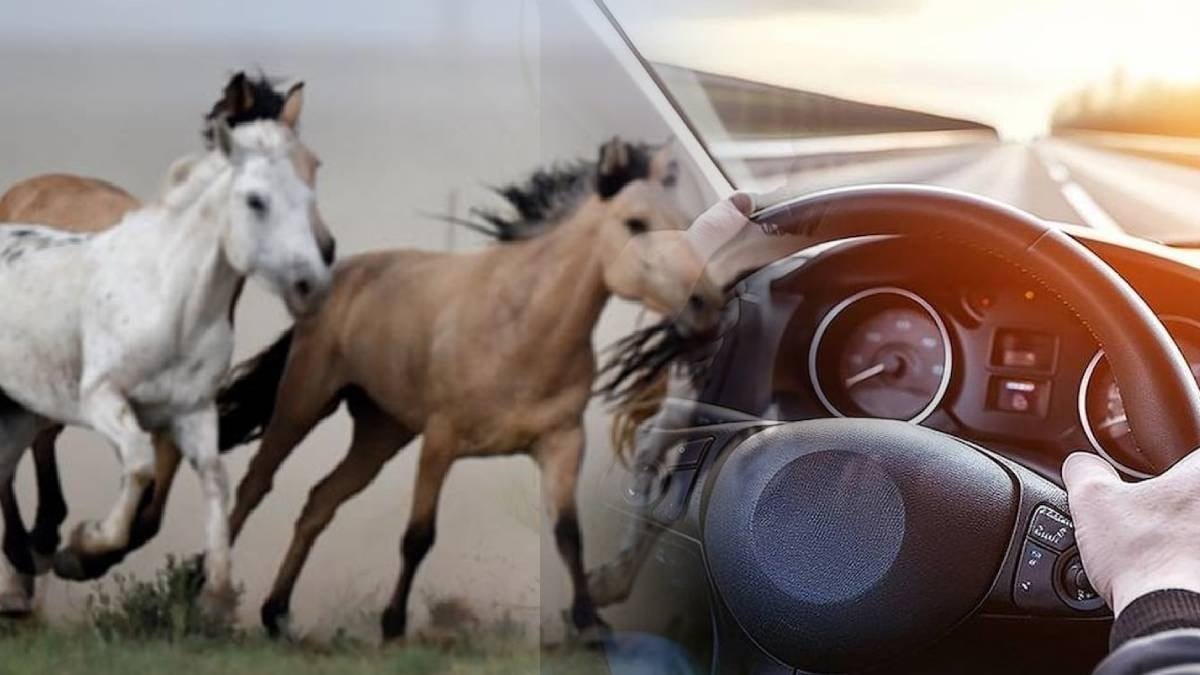 Meğer bu yüzden aracın motor gücüne beygir gücü deniliyor