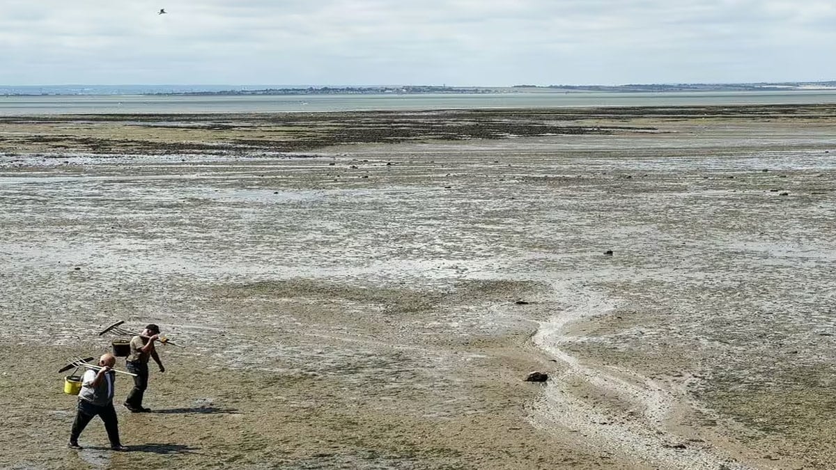 Ülkede son derece zehirli bitki için halka acil uyarı: Yeniden ortaya çıktı