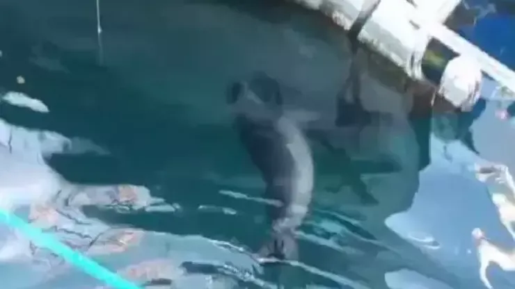 Nesli tehlike altındaki Akdeniz foku görüntülendi