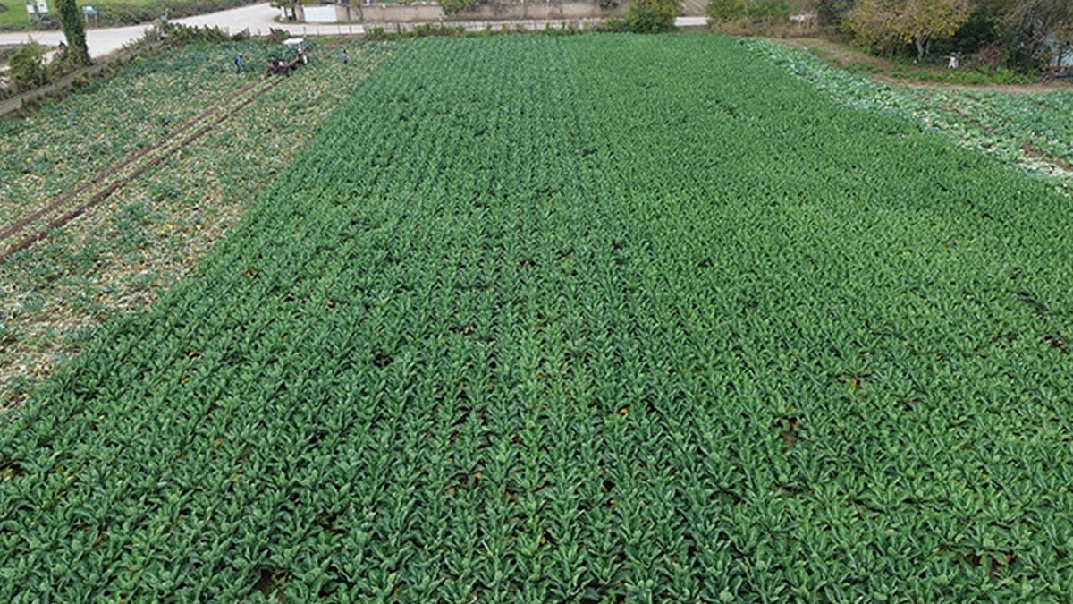 Ne ıspanak ne havuç ne karalahana: Bu sebze diğerlerinden 7 kat daha faydalı