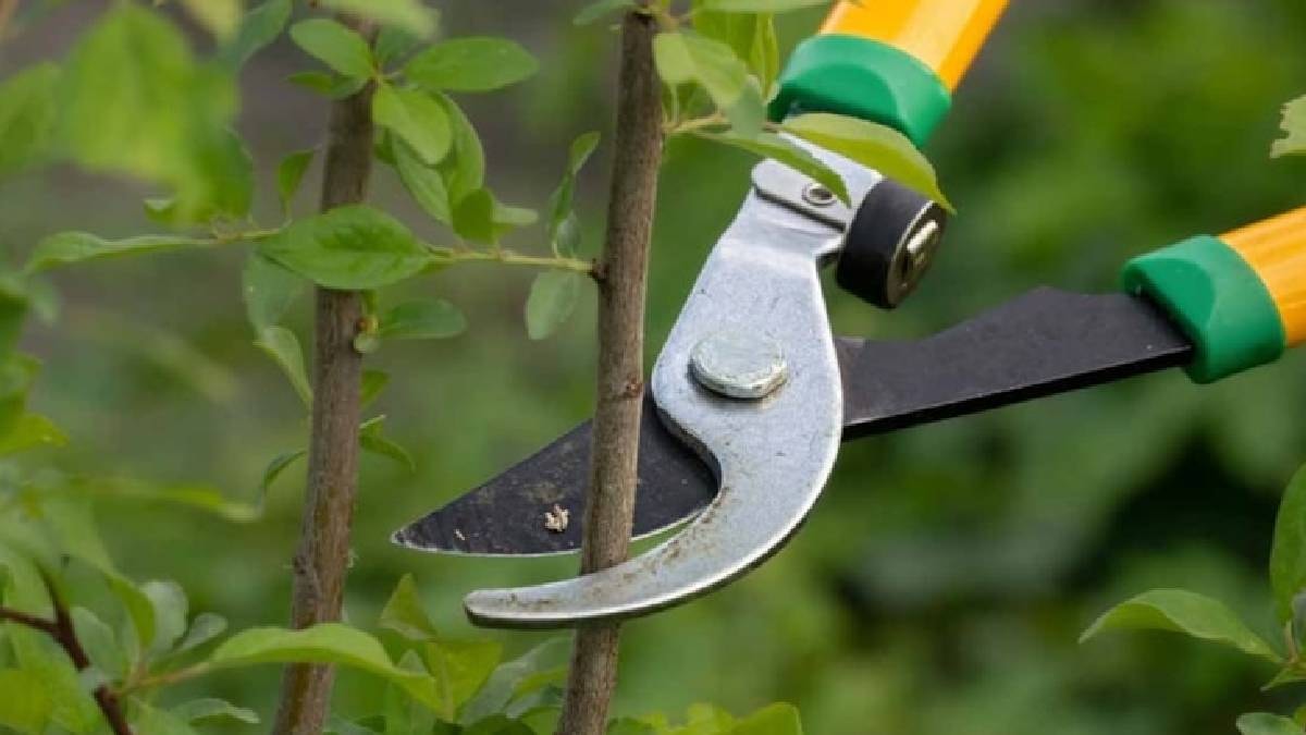 Budama yapılmasa çabuk kurutan bitkiler: Hızla soluyorlar