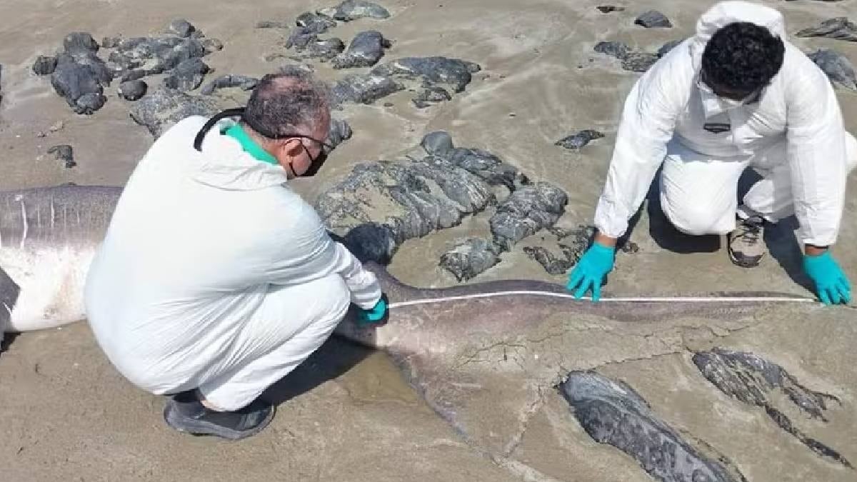 Nadir görülen 4,5 metrelik dev canavar sahile vurdu