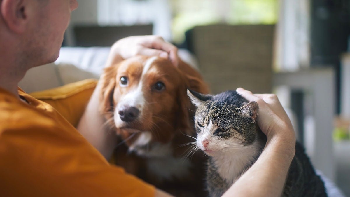 Kedi ve köpeğin yerini alacak: Yavaş yavaş evcilleşiyor