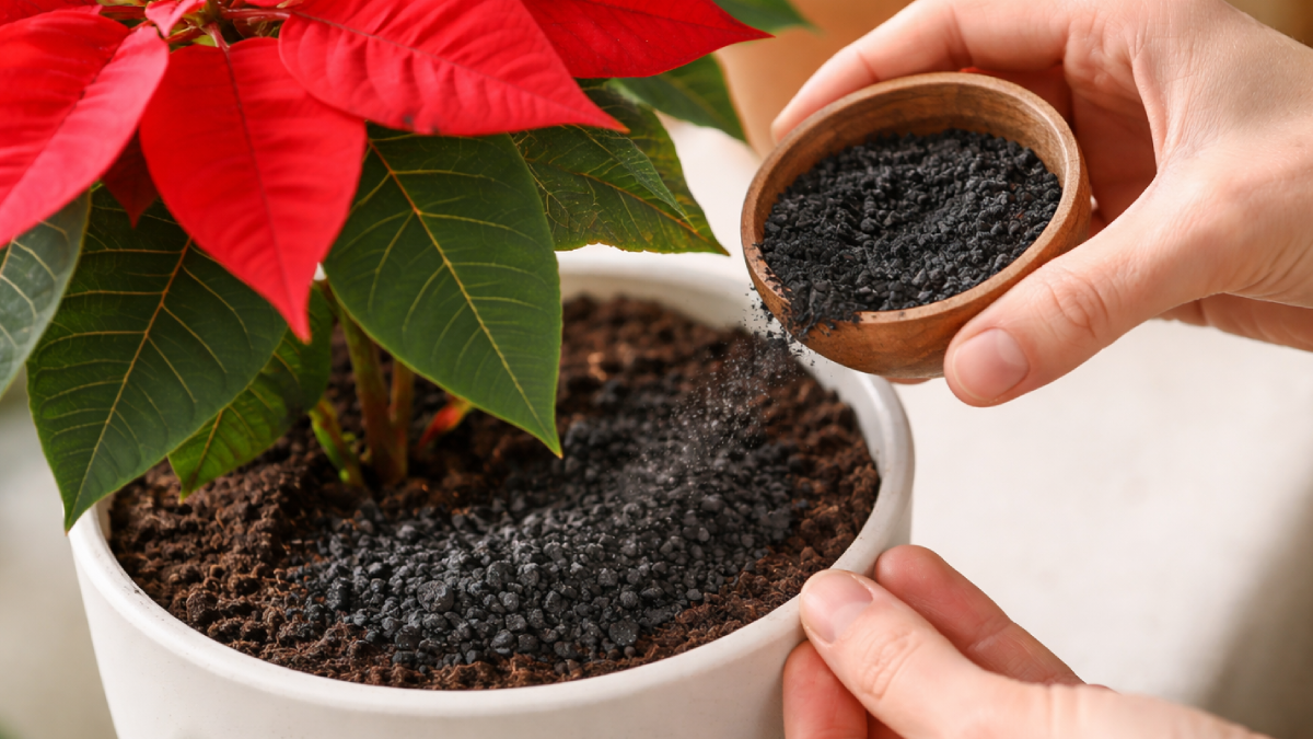 Çiçeğiniz 1 yıl boyunca açacak: Saksı dibine bir kase dökün yeterli