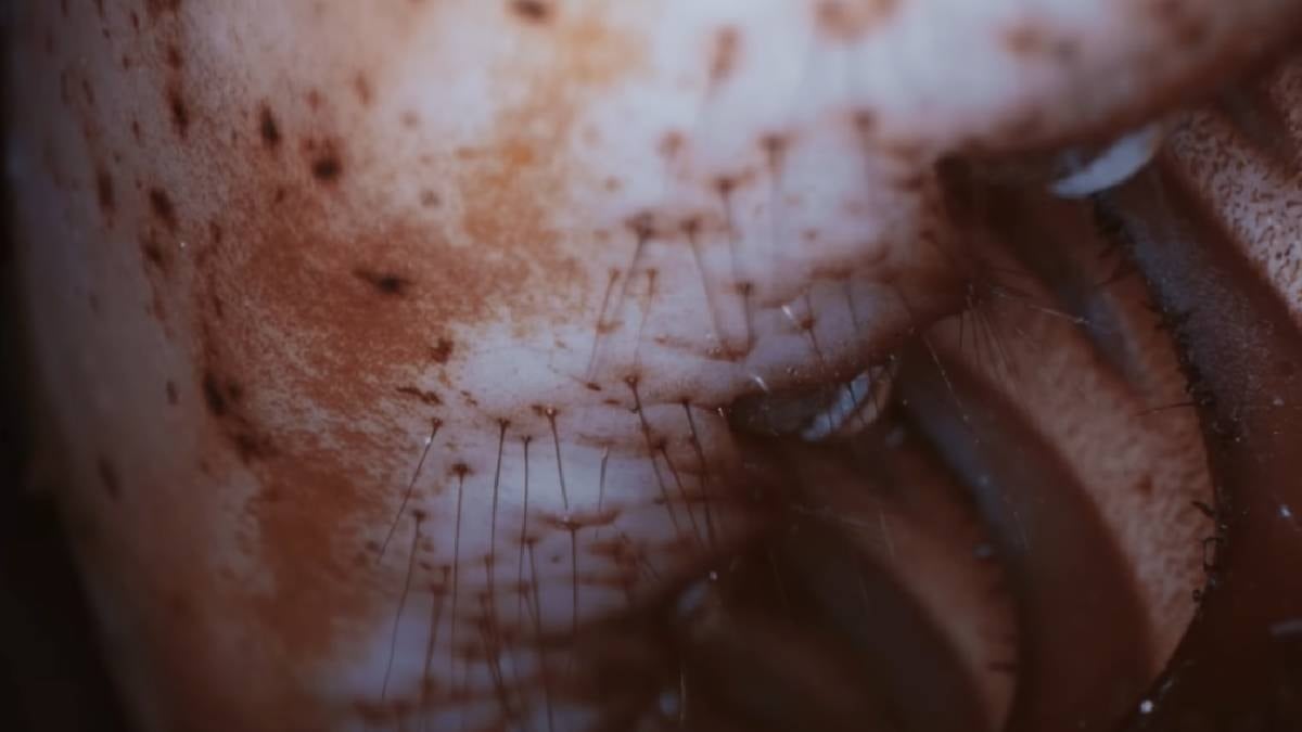 Dünyanın en kötü kokusuna sahip canlı: Kokarca değil