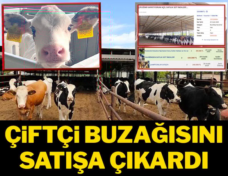 Çiftçi buzağısını satışa çıkardı