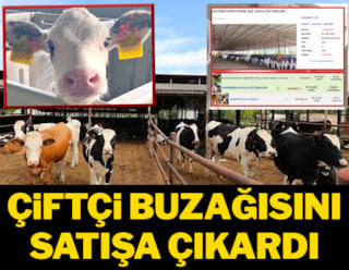 Çiftçi buzağısını satışa çıkardı