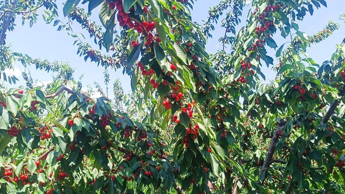 Edirne tarlalarından Avrupa sofralarına! Tescilli lezzet rekorlar kırıyor