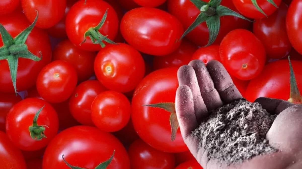 Domatesler aylarca taze kalıyor: Bir tutam koymak yetiyor