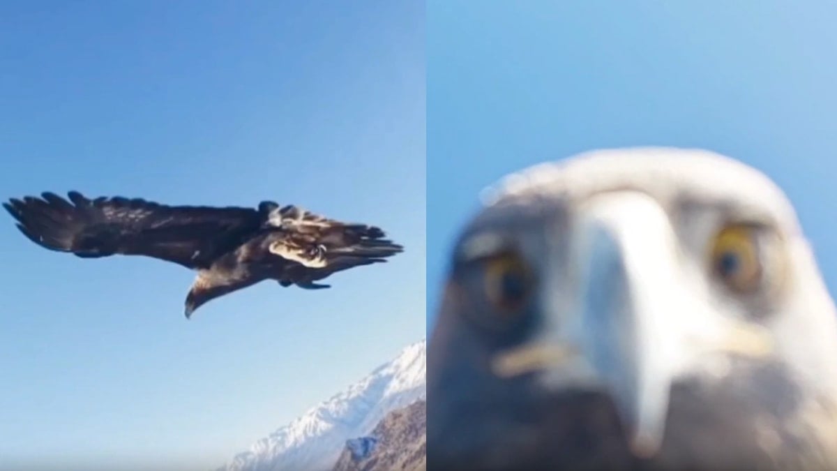 Kartal dorunu kaptı, ortaya çarpıcı görüntüler çıktı