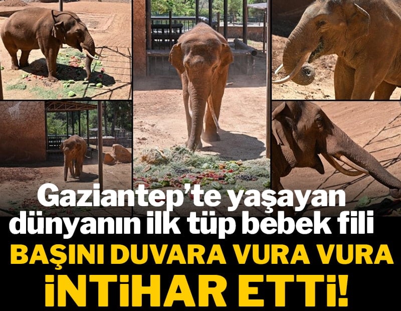 Gaziantep'te yaşayan dünyanın ilk tüp bebek fili başını duvara vura vura intihar etti