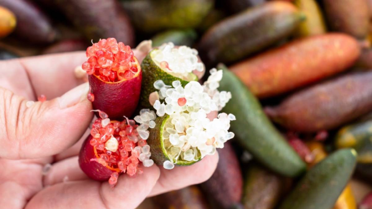 Kilosu değil, gramı servet değerinde: Türkiye'de yeni tanınıyor, eken 1 senede zengin oluyor