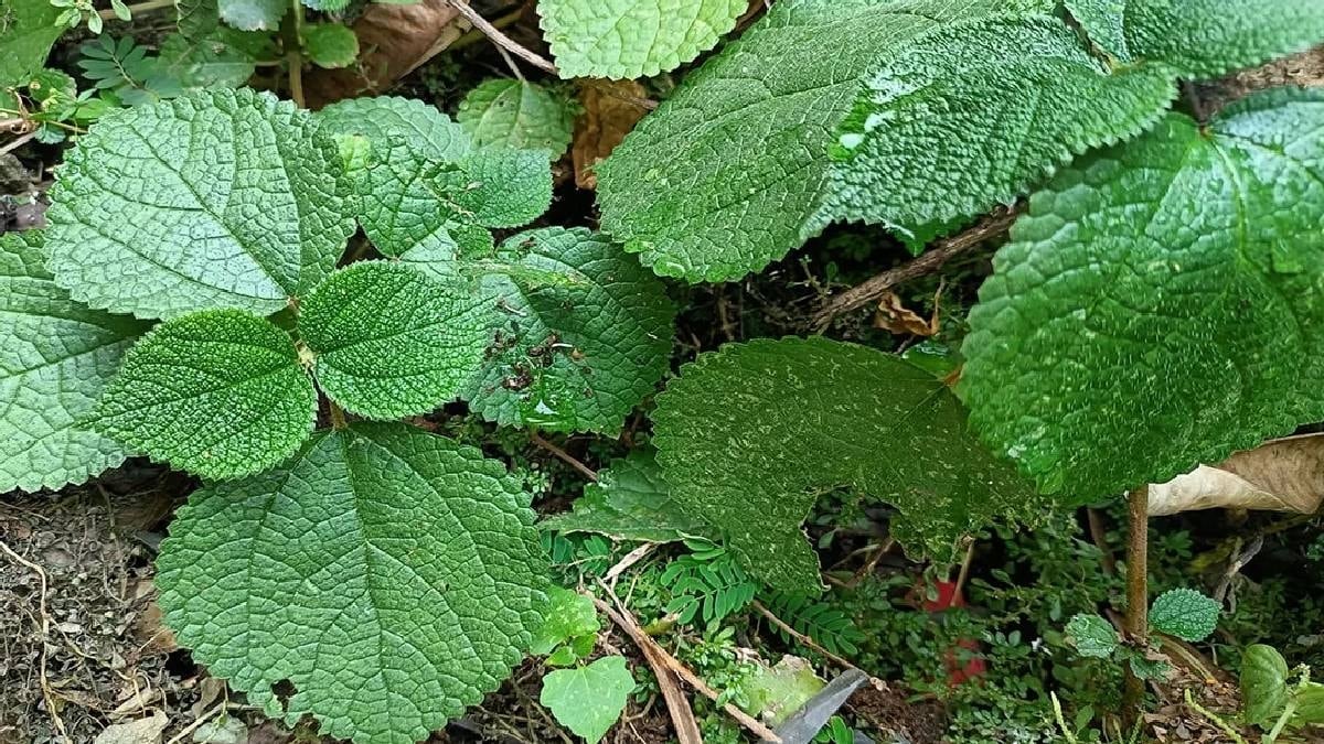 Dünyanın en tehlikeli bitkisi: Dokunan yandı