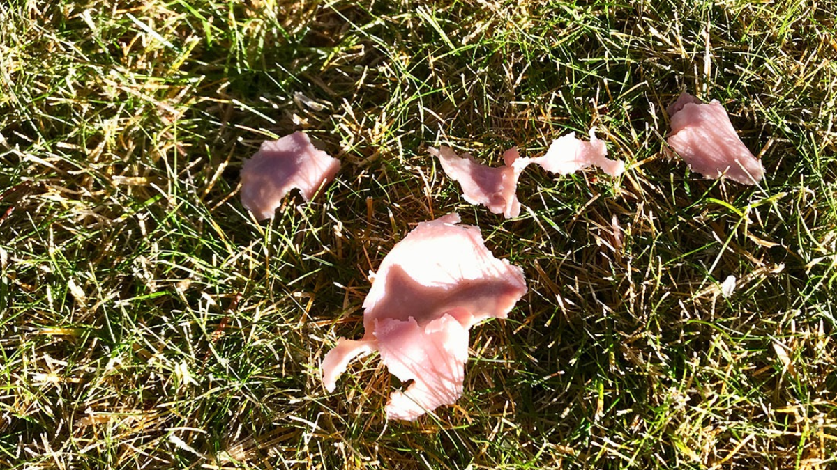 Gökten patır patır et yağan kasaba