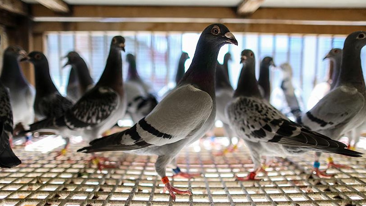 Bu da oldu! Banka vatandaşın borcu için güvercinlerini haczetti