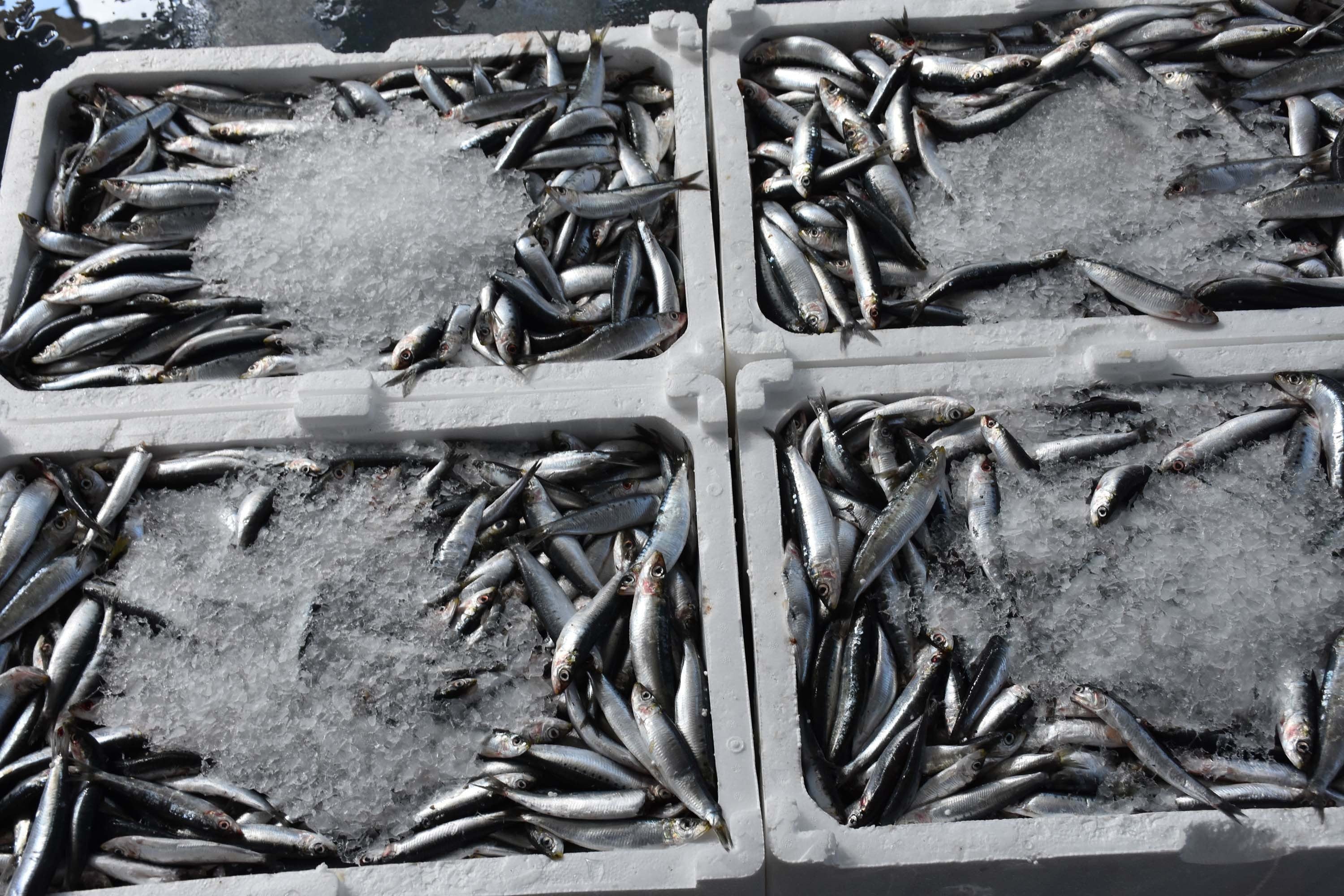 Hamsinin kilosu 100 TL'ye indi