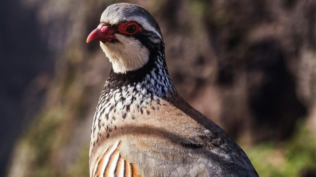 Keklik avcılarına binlerce liralık ceza!