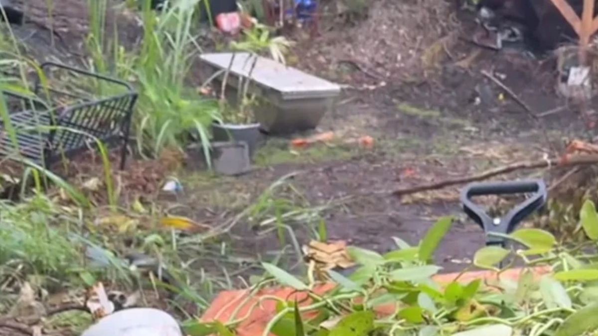 Ormanda buldukları bitkiyi kamyon kamyon taşıyorlar: Servet değerinde