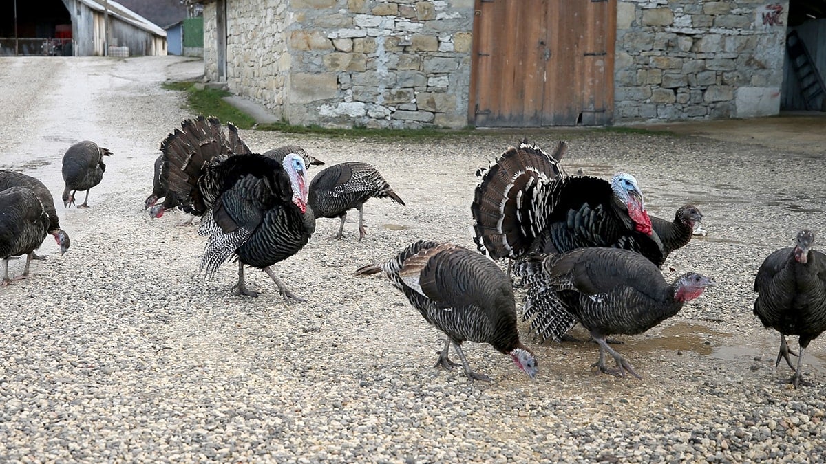 Yılbaşı hindisinin fiyatı uçtu: Tanesi 3 bin 500 liradan başlıyor