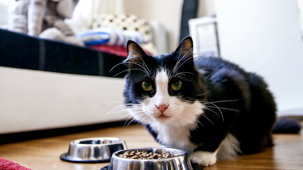 Evcil hayvanları olanlar için son gün 31 Aralık