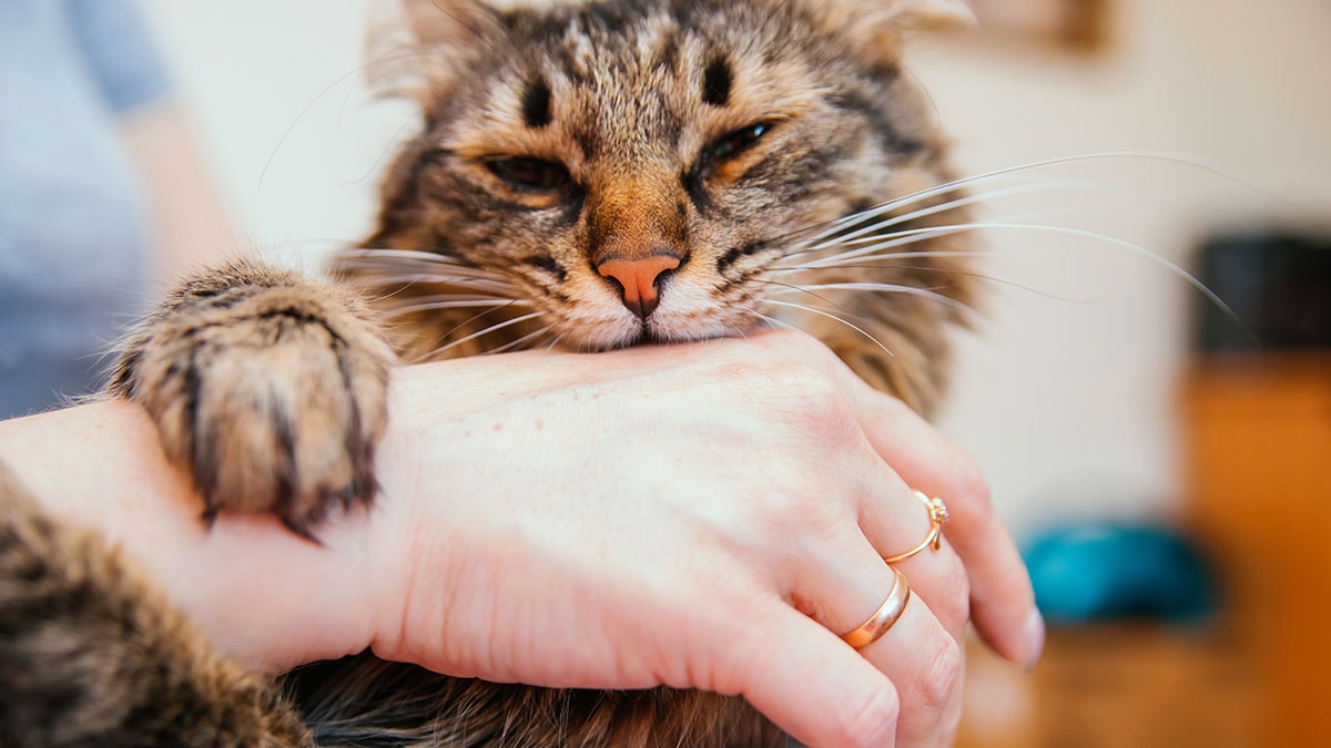 Kediniz bu yüzden siz onu severken ısırıyormuş: 30 saniye kuralı