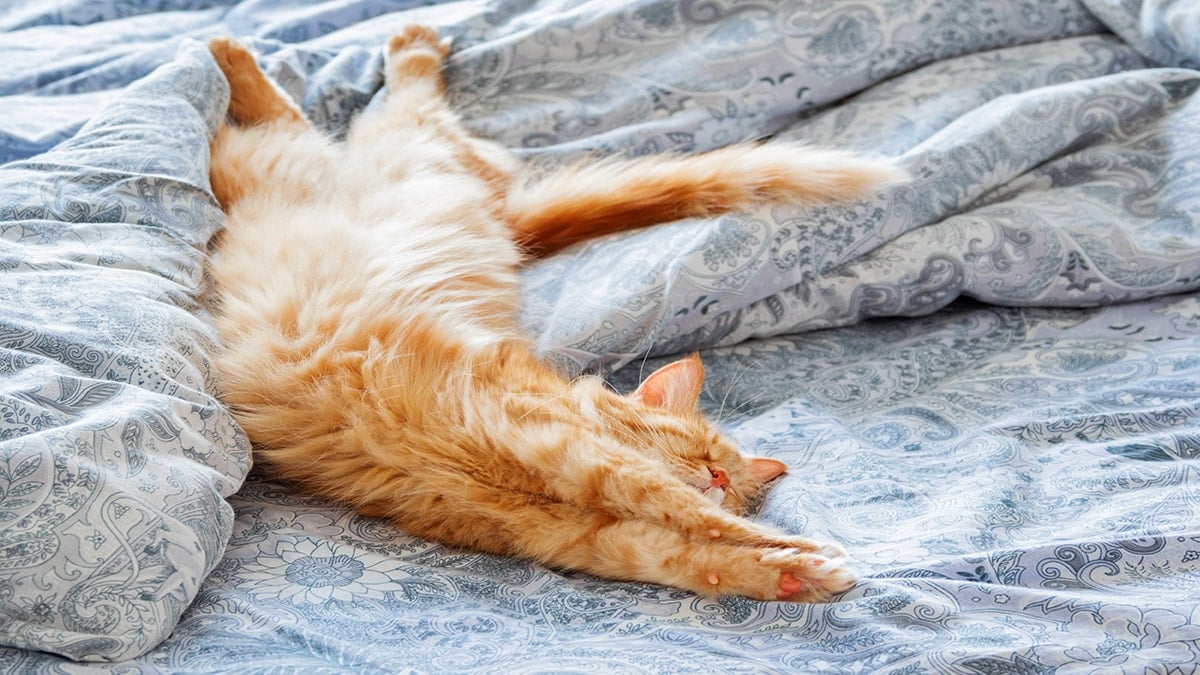 Kediler meğer bu yüzden geriniyormuş