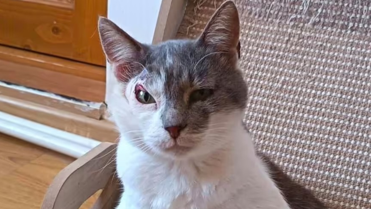 Bu kediyi kimse sahiplenmek istemiyor: Farklı bir nedeni var