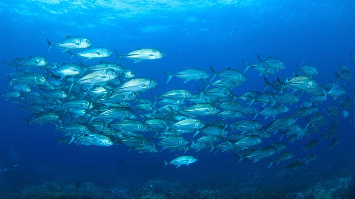 En çok eksikliğini hissetiğimiz D vitaminin dermanı denizlerde saklı, tahtın sahibi açık ara tek balık oldu ama Türkiye'de adı yok