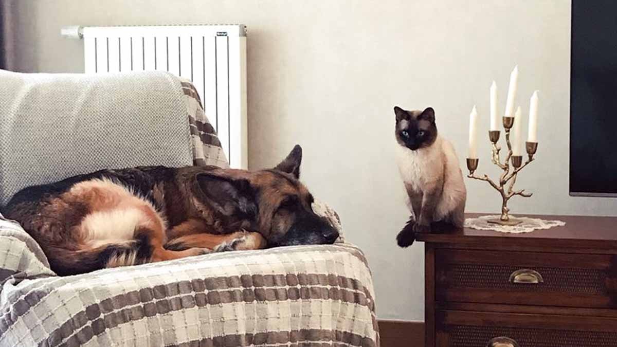 Kedi ve köpeklerin yerini alacak yeni evcil hayvan bellli oldu: 'Çizgili haydutlar'