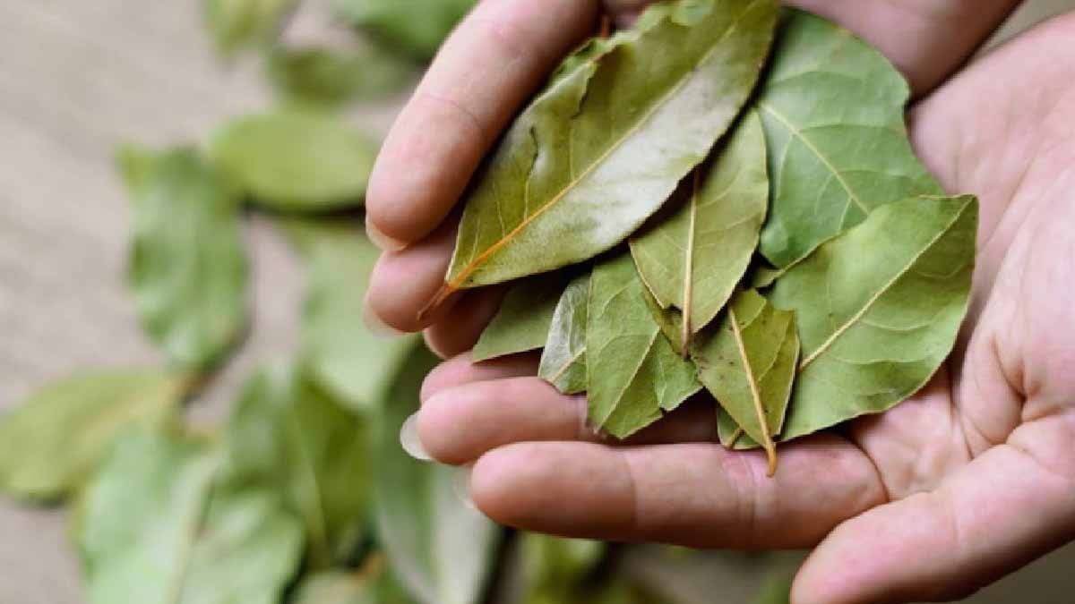 Roma felsefesine göre 2026 yılında defne yaprağını evin bu 3 noktasına koyun! İşte nedeni