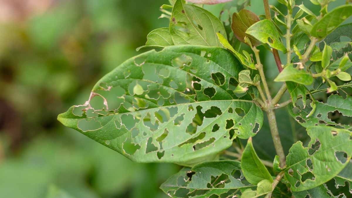 Evinizdeki bitkilerin yapraklarında böcek görmeseniz bile delikler olmasının 4 nedeni...