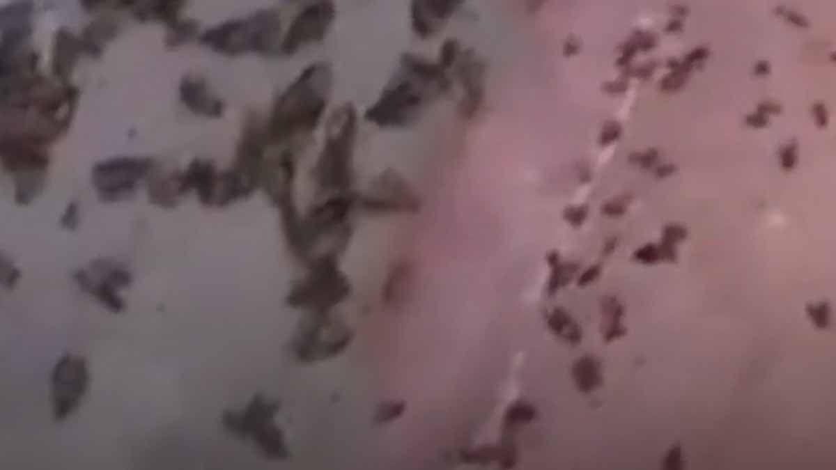 Sokakları devasa böcekler sardı: Dışarıya adım bile atılmıyor 'Her yer korkunç'