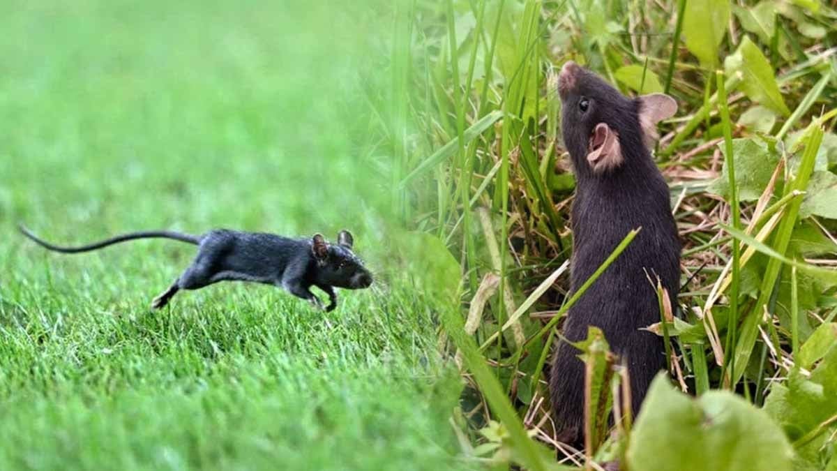 44 fare doğaya salındı, sadece 1 haftada insanlar için inanılmaz bir şey oldu