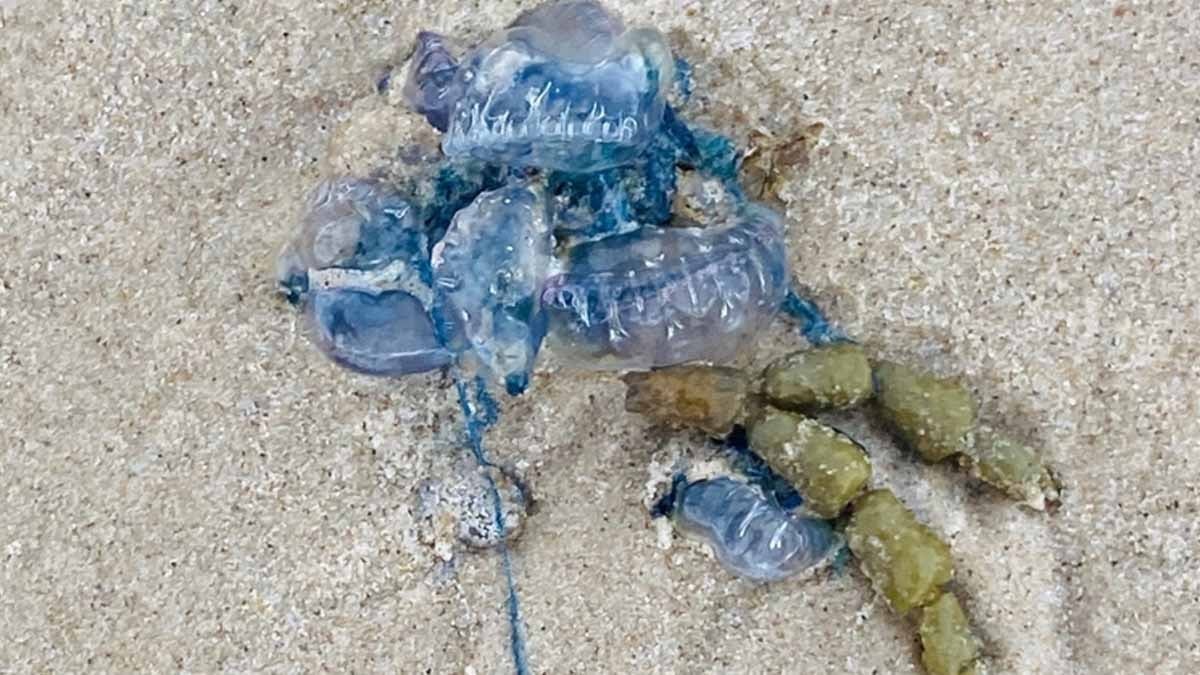 Dünyadaki en tuhaf 5 hayvan: 'İmkansız' kelimesini yeniden düşündürüyor 