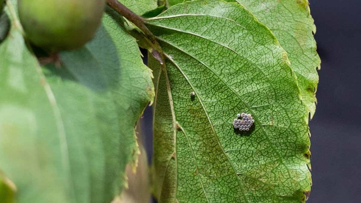 Almanya’nın zararlı böceklere karşı ‘müttefiki’ şaşırttı: Bunu beklemiyorlardı