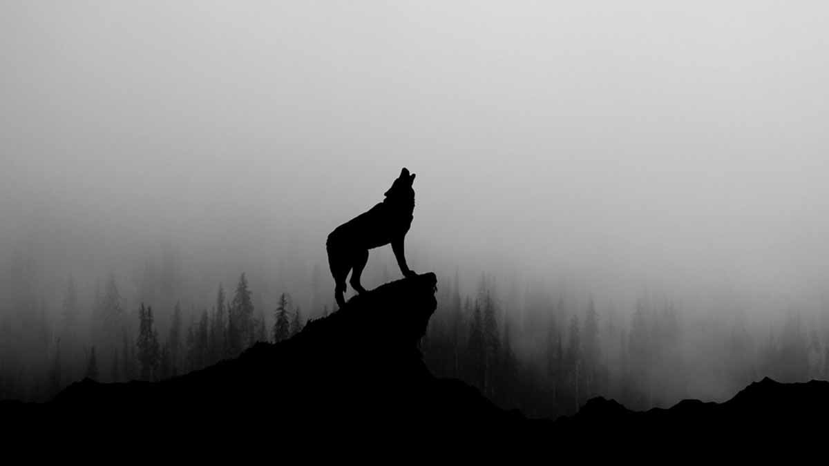 'Kurt Ayı' duygusal temizlik enerjisi taşıyor ve özellikle 3 burcun 2026 rotasını belirleyecek